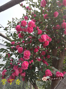 益农夫紫丁香茶梅玫红色重瓣大花量壮观盆景素材基地自产包邮