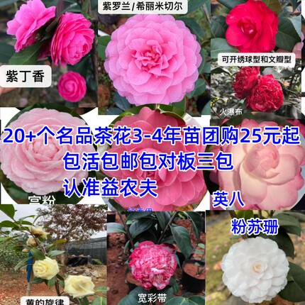 23年益农夫新品茶花烈香五色赤丹3—4年原生苗团购新手入门对版