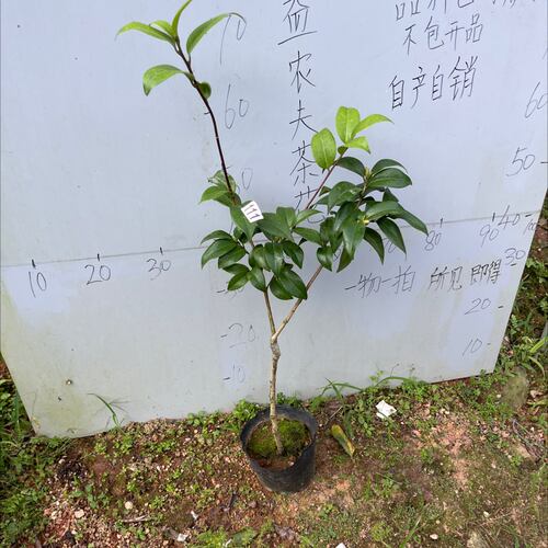 露易丝贝蒂小本嫁接苗带花苞111