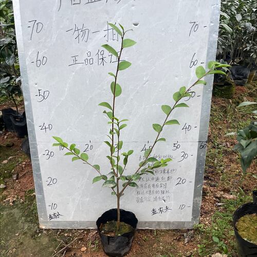 丁香茶梅原生苗773