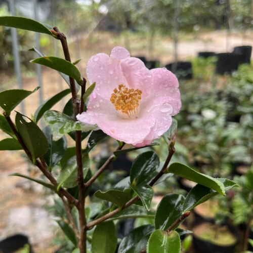 26年益农夫茶花新品衣通姬茶梅小型单瓣粉色花卉盆栽绿植进口稀罕