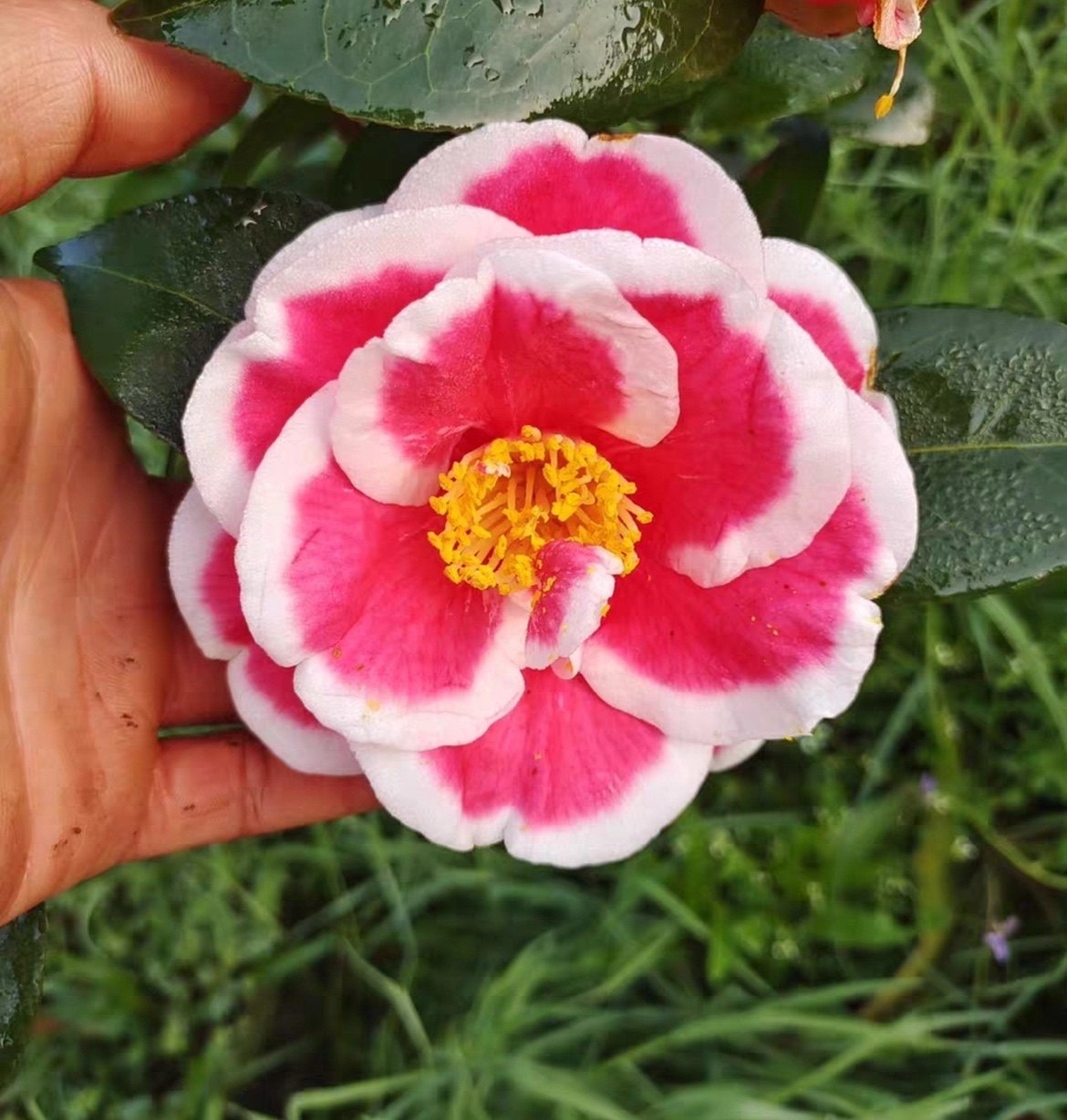 友之浦耐寒木本花卉茶花盆栽一对一选热卖嫁接苗 桂平益农夫包邮