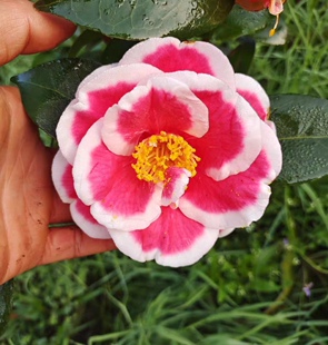 友之浦耐寒木本花卉茶花盆栽一对一选热卖嫁接苗 桂平益农夫包邮