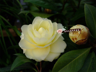 正黄旗茶花盆栽中型重瓣黄色花扦插苗益农夫基地直销包邮保证对版