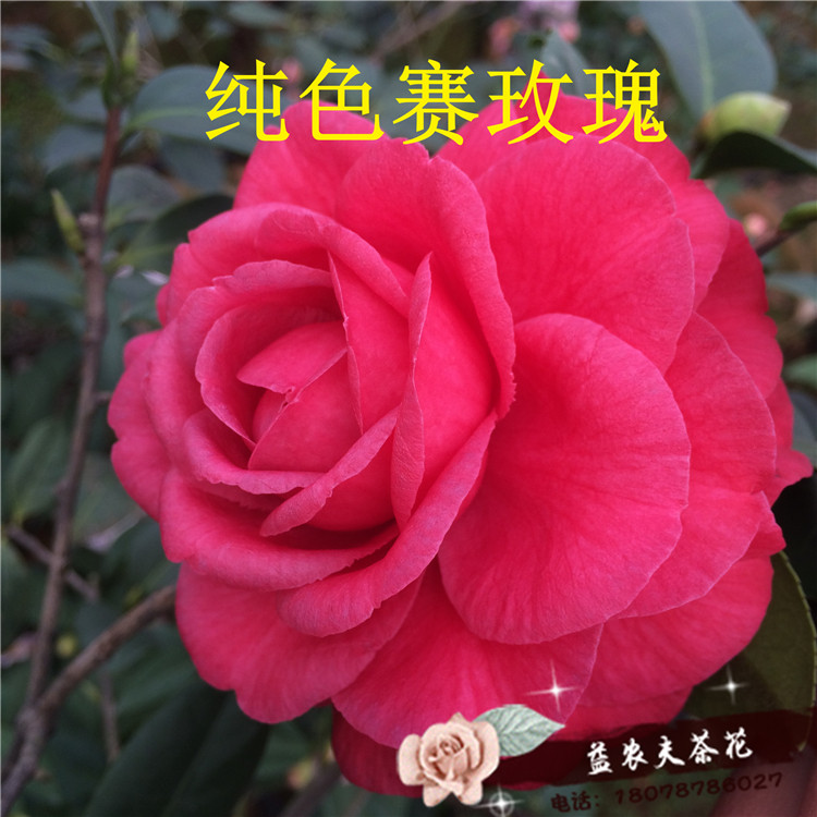 赛玫瑰茶花苗盆栽红色扦插苗桂平益农夫基地直销包邮保证品种对版