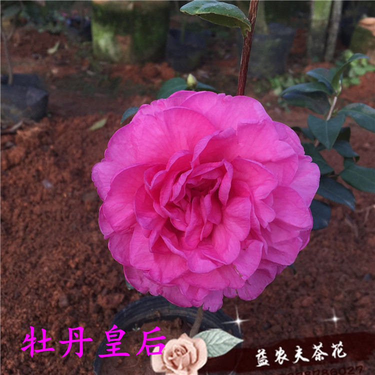 山茶花阳台益农夫冬春季牡丹皇后