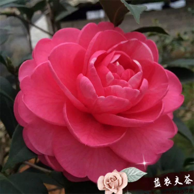 休斯富豪茶花苗盆栽粉红色巨型重瓣桂平益农夫基地直销包对版包邮