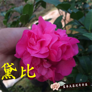 黛比益农夫茶花盆栽 紫红色 牡丹型  扦插苗 桂平益农夫 包邮