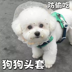 防偷吃乱吃网纱狗狗头套小型犬泰迪比熊防咬防误食麪罩防舔嘴套