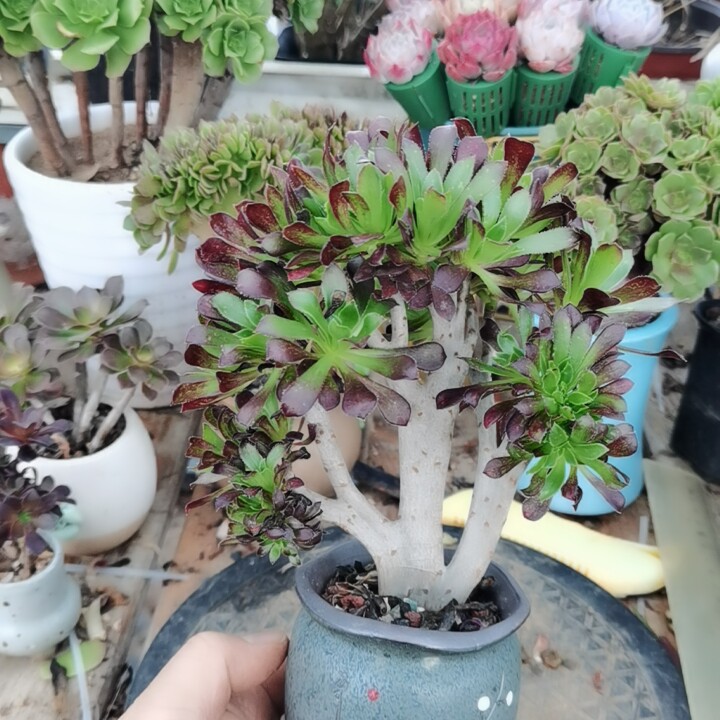 精品黑法师朵朵缀