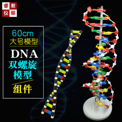 dna双螺旋结构模型大号生物教学