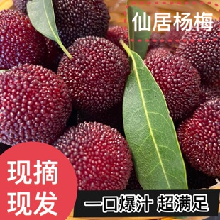 【顺丰空运】仙居荸荠杨梅新鲜水果黑炭颗粒杨梅孕妇水果现摘现發