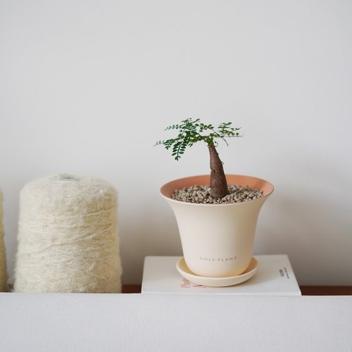 象足漆好养懒人植物盆栽