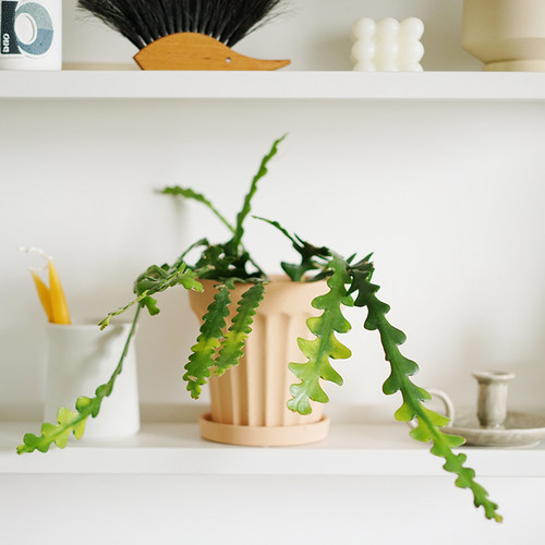 鱼骨锯齿昙花韩系小众造型盆栽