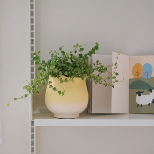 DOLV 豆绿 花叶薜荔藤 ins心形常绿垂吊植物 美好家居生活盆栽