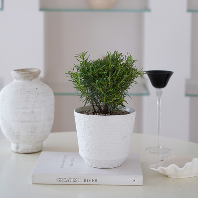 迷迭香盆栽北欧风淡香