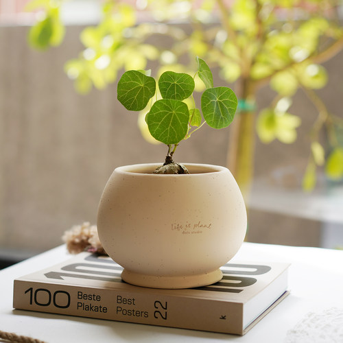 山乌龟可爱多肉植物桌面盆栽