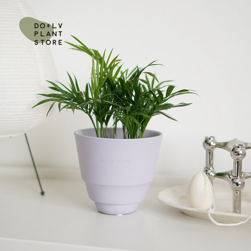 DOLV 豆绿 迷你夏威夷小椰子树 袖珍椰子 室内耐阴植物桌面盆栽