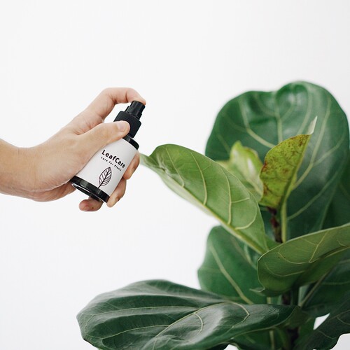 DOLV 豆绿 叶片护理液 深度滋养叶片 观叶植物 清洁叶片专用