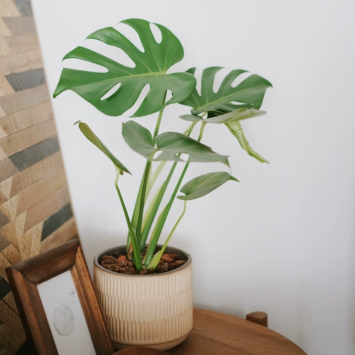 Dolv Bean Green Nordic Monstera Внутренний интернет -интернет -знаменитый лист визит дома, гостиная, мягкая украшение зеленого растения