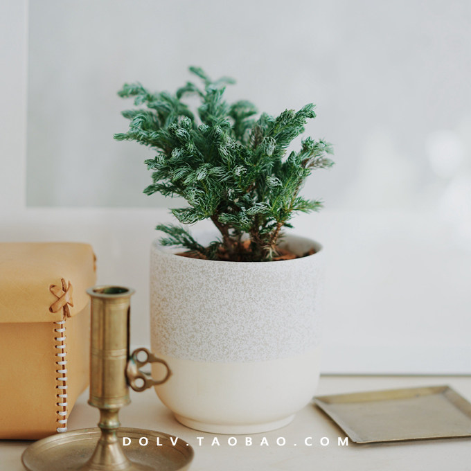 dolv 豆绿 挪威蓝湖柏 蓝色波尔瓦松 北欧室内清新家居植物盆栽