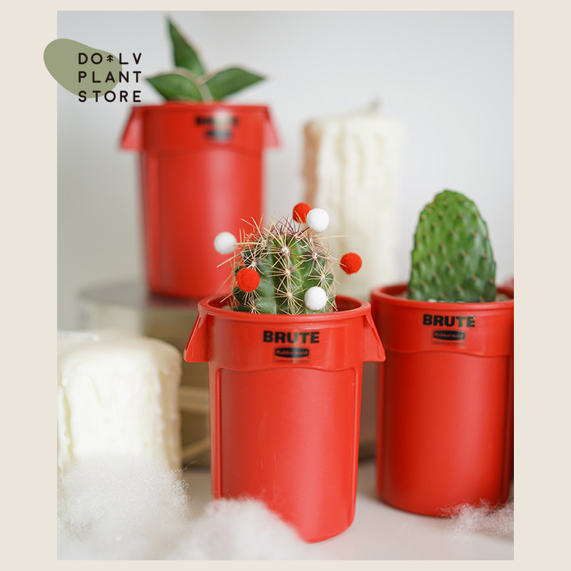 豆绿韩风红色精灵系列桌面盆栽