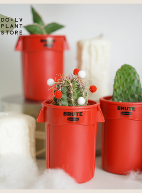 DOLV 豆绿 韩系红色精灵招财旺财礼物仙人掌盆栽 新手植物好养