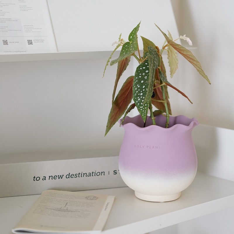 豆绿白冰秋海棠小众植物盆栽