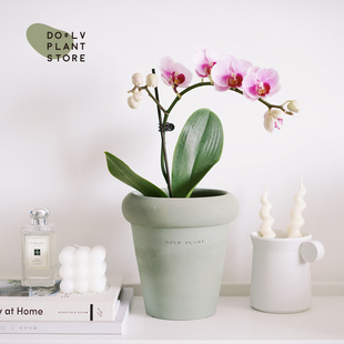 DOLV 豆绿 粉黛曼陀罗 蝴蝶兰开花室内客厅绿植盆栽 带花苞栽好发