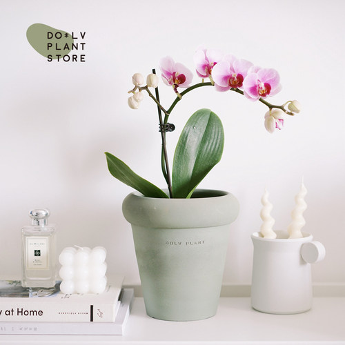 DOLV 豆绿 粉黛曼陀罗 蝴蝶兰开花室内客厅绿植盆栽 带花苞栽好发
