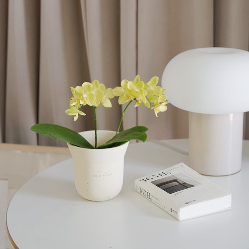 黄金风铃蝴蝶兰美学家居盆栽