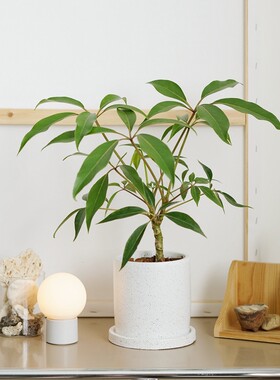 DOLV 豆绿 日本大叶伞 保罗多蕊木小众小清新好养风家居氛围植物