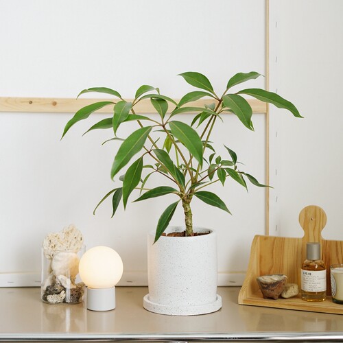 保罗多蕊木日本大叶伞桌面盆栽