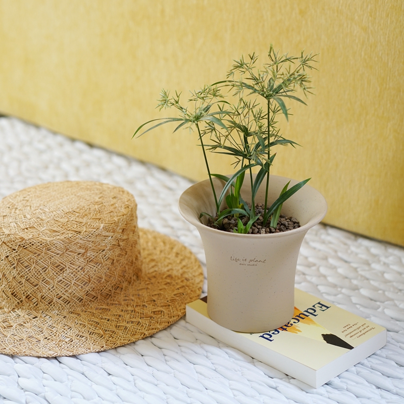 风车旱伞草轻松氛围感植物