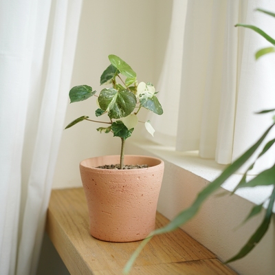 彩叶黄槿桌面植物盆栽
