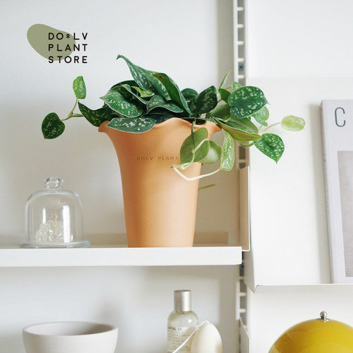 豆绿小叶银斑葛绿植盆栽