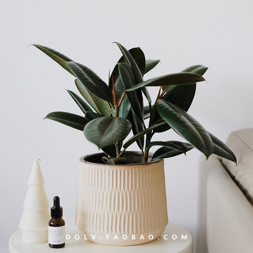 DOLV 豆绿 黑金刚橡皮树 北欧室内阳台观叶植物盆栽 新手好养绿植
