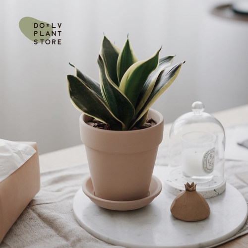 DOLV 豆绿 拉农荷花兰 短叶金边虎尾兰 室内氛围家居盆栽耐阴植物