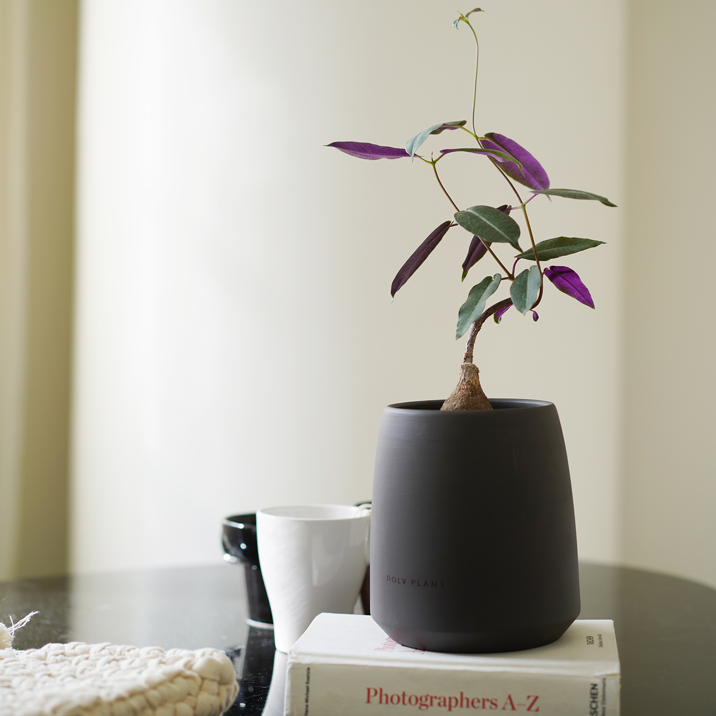 DOLV 豆绿 紫背萝摩 暗夜紫罗兰色稀有块根多肉植物美学桌面盆栽