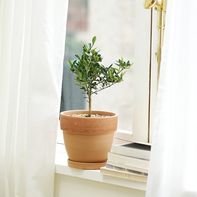 DOLV 豆绿 金豆柑橘 迷你小金豆盆栽带果冬季耐寒植物办公室花卉