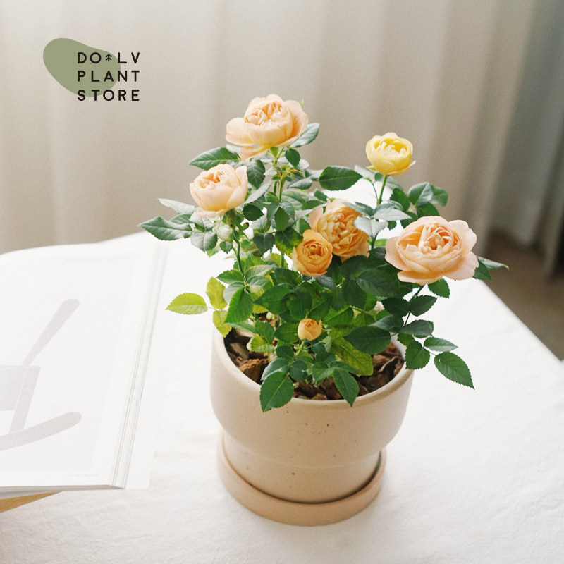 dolv 豆绿 欧月夏洛特夫人 果汁玫瑰月季 阳台庭院开花植物栽好