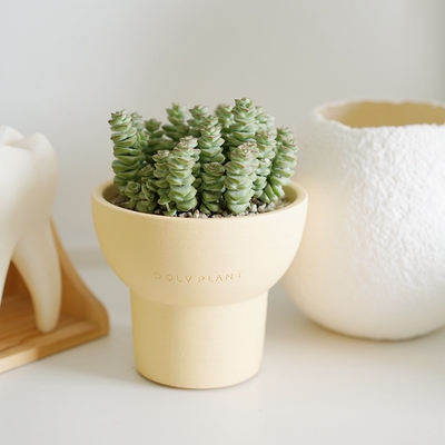 DOLV 豆绿 舞乙女钱多多 招财钱串子多肉植物 可爱办公桌面盆栽