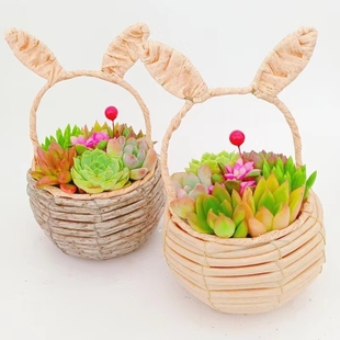 多肉植物花篮大株花盆办公室内桌面盆栽小绿植花卉陶瓷组合好养活