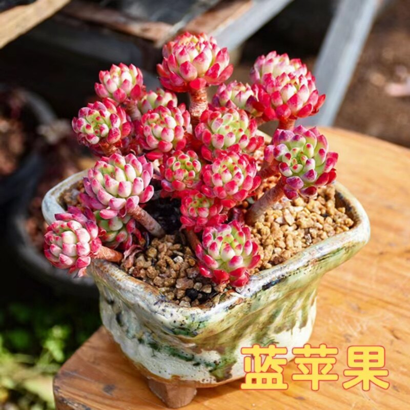 蓝苹果多肉植物精控老桩蓝精灵多多肉植物