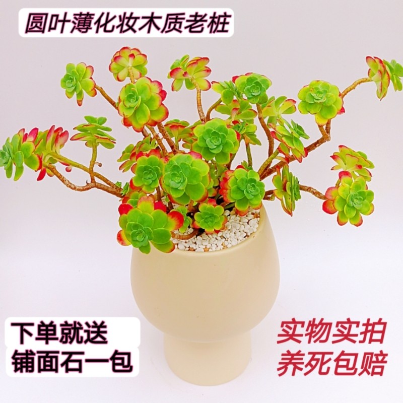 圆叶薄化妆多肉植物多头群生木质老桩好养抗冻易活露养的盆栽肉肉