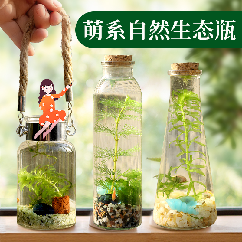 生态瓶微景观藻球水培植物迷你鱼缸摆件桌面diy造景免换水斗鱼瓶