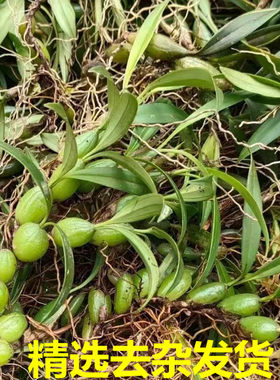 广东新鲜石橄榄双叶小果煲汤材料