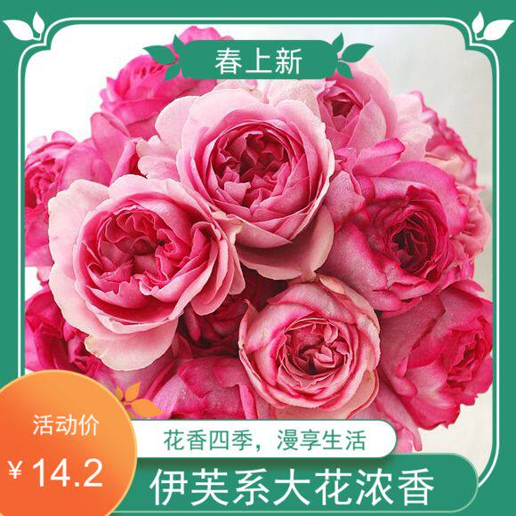 新品伊芙系列【伊芙修罗珍珠月季花苗特大花】大花浓香型大花粉色