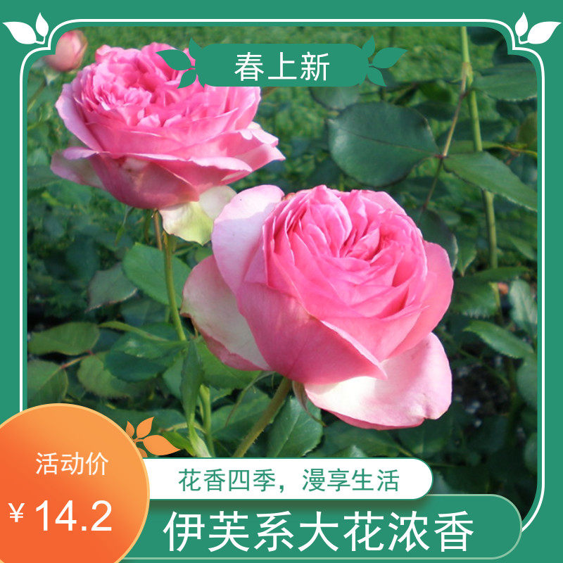 新品【伊芙梦幻华尔兹之舞月季花】大花浓香桃粉色四季开花盆栽苗