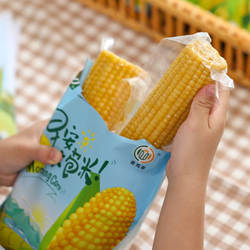 早安大苞米24年黄糯玉米非转基因公主岭苞米真空袋装营养早餐10根